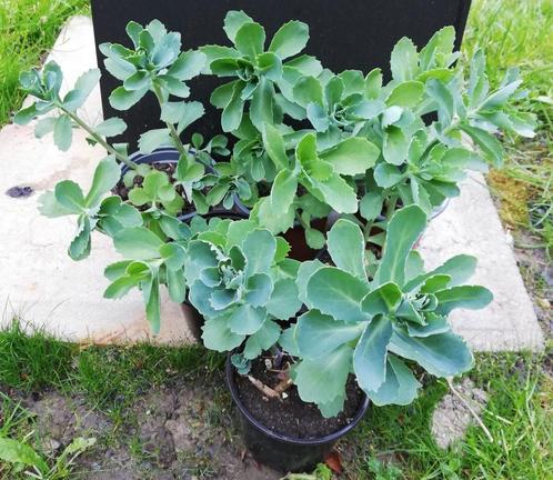 Echange ou vend sédum à floraison rose, Tuin en Terras, Planten | Tuinplanten, Vaste plant, Volle zon, Zomer, Ophalen