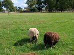 Bonte schapenbokken, Dieren en Toebehoren, Schapen, Geiten en Varkens, Mannelijk, Schaap