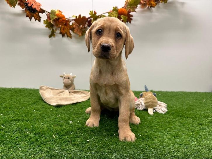 Labrador Retriever pups, Dieren en Toebehoren, Honden | Retrievers, Spaniëls en Waterhonden, Meerdere dieren, Labrador retriever