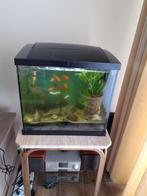 Kleine aquarium + 10 visjes te koop, Dieren en Toebehoren, Vissen | Aquaria en Toebehoren, Ophalen, Zo goed als nieuw, Gevuld zoetwateraquarium