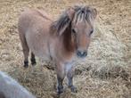Mooi merrietje en super mini hengst van slechts 66 cm, Dieren en Toebehoren, Pony's, Hengst