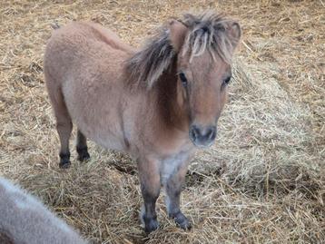 Mooi merrietje en super mini hengst van slechts 66 cm beschikbaar voor biedingen