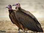 Gezocht! Jongen van kapgier en black vulture, Dieren en Toebehoren, Vogels | Overige Vogels, Meerdere dieren, Geringd, Roofvogel