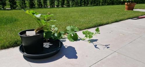 Marina di Chioggia (Pompoen), Tuin en Terras, Planten | Tuinplanten, Eenjarig, Fruitplanten, Volle zon, Zomer, Ophalen