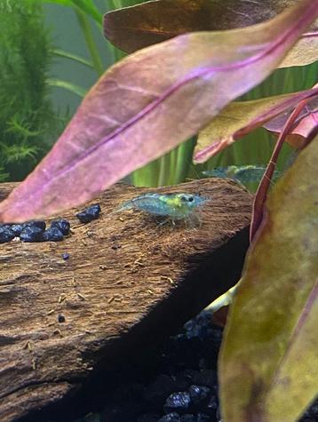 100 Neocaridina Blue Jelly voor 40€ - vuurgarnalen beschikbaar voor biedingen