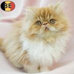 Exotic Longhair femelles - chatons à vendre, Chatte ou Chat, Vermifugé, 0 à 2 ans