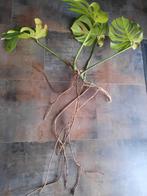 Monstera planten, Ophalen