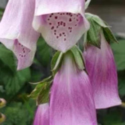 Laatste grote pot vingerhoedskruid, hommelplant, Tuin en Terras, Planten | Tuinplanten, Vaste plant, Overige soorten, Halfschaduw