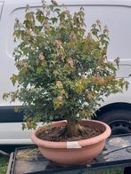 Bonsai Acer buergeranium groot, Tuin en Terras, Planten | Bomen, Ophalen