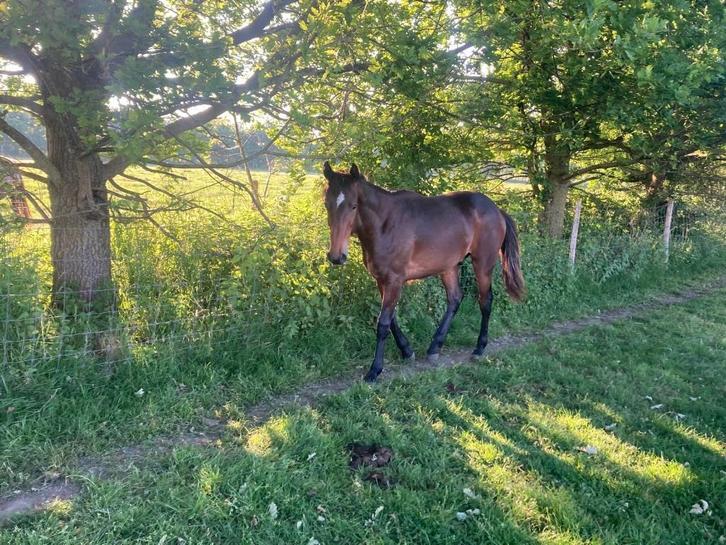 Kudde Paarden, Dieren en Toebehoren, Paarden, Meerdere dieren, Onbeleerd, 160 tot 165 cm