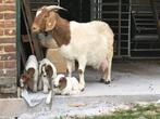 Agneaux de chèvre Boer, Animaux & Accessoires, Moutons, Chèvres & Cochons, Chèvre, 0 à 2 ans