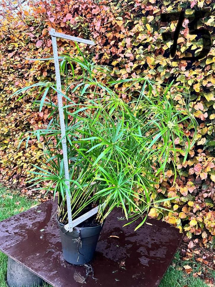 Papyrus / paraplu plant, Tuin en Terras, Planten | Tuinplanten, Vaste plant, Siergrassen, Volle zon, Zomer, Ophalen