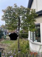 Leiboom photinia, Jardin & Terrasse, Plantes | Arbres, Enlèvement, Espalier, 250 à 400 cm