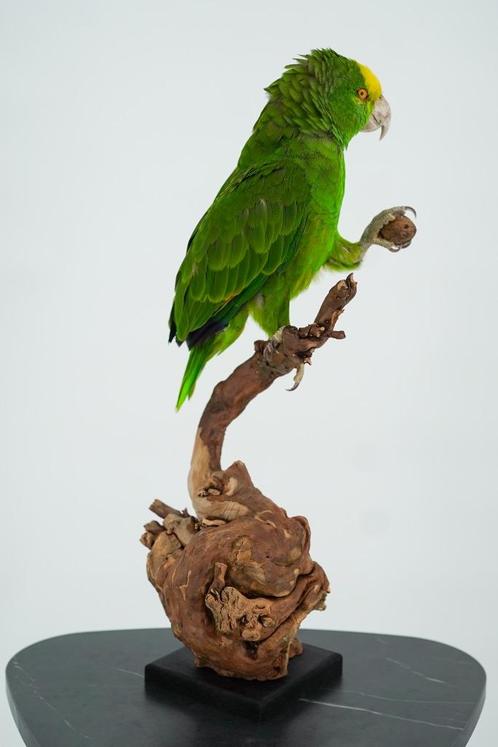 Opgezette Dubbele geelkop amazone - Wildernis Atelier, Verzamelen, Dierenverzamelingen, Nieuw, Opgezet dier, Vogel, Ophalen of Verzenden