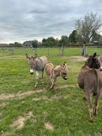 Ezeltjes te koop, Dieren en Toebehoren, Juli, Meerdere dieren
