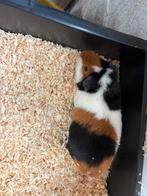 Cavia beertje, Dieren en Toebehoren, Knaagdieren, Cavia, Mannelijk, Tam, Oktober