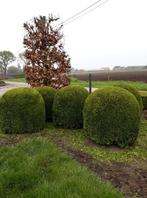 Tuinman/, Tuin en Terras, Ophalen