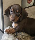 Prachtig nestje dwergteckel pups, België, HCC (leverziekte), 8 tot 15 weken, Korthaar