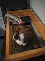 Konijn maanetje, Dieren en Toebehoren, Ophalen, Zo goed als nieuw, Konijn