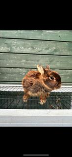 Kleurdwerg koppel, Dieren en Toebehoren, Konijnen