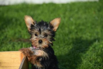 Yorkshire terrier pups klein blijvend beschikbaar voor biedingen