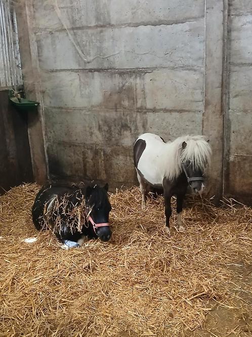 Nmprs paardjes tekoop, Dieren en Toebehoren, Paarden