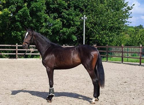 Jument de 2 ans de la ligne de performance, Animaux & Accessoires, Chevaux, Jument, Non dressé, 160 à 165 cm, 0 à 2 ans, Cheval de saut