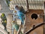 Jonge bond vogels agaporniden dwergpapegaaien, Dieren en Toebehoren, Tam