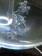 L46, Dieren en Toebehoren, Vissen | Aquariumvissen
