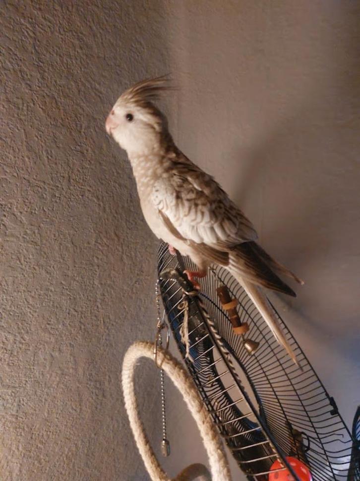 valkparkieten te koop, Dieren en Toebehoren, Vogels | Parkieten en Papegaaien, Vrouwelijk, Tam, Geringd