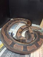 Boa kweekvrouw te ruil te koop, Dieren en Toebehoren, Reptielen en Amfibieën