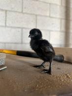 Broedeieren ayam cemani, Dieren en Toebehoren, Pluimvee