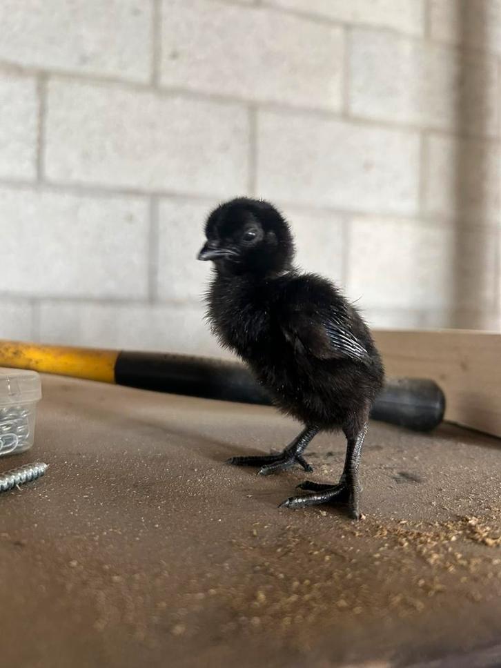 Broedeieren ayam cemani, Dieren en Toebehoren, Pluimvee