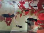 Jonge molly, Dieren en Toebehoren, Vissen | Aquariumvissen