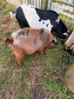 Maanvlek bokje, Dieren en Toebehoren