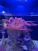 Actinia (anémone de mer) à vendre, Animaux & Accessoires