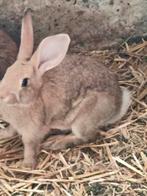Kleine konijntjes, Dieren en Toebehoren, Knaagdieren, Juni