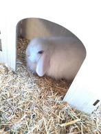 Minilop rammelaartje BO, Dieren en Toebehoren, Juni, Mannelijk, Overige typen