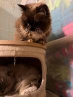 Ragdoll herplaatser  choco point 6 jaar, Dieren en Toebehoren, Poes, Gechipt, 6 jaar of ouder