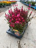 Gaura bezella dark pink p17, Ophalen, Zomer, Vaste plant, Volle zon