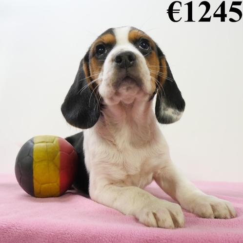 Beagle - chiots Belges à vendre, Animaux & Accessoires, Chiens | Beagles, Bassets & Chiens courants, Plusieurs animaux, Beagle