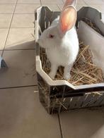 Jonge voedster en jonge Ram., Dieren en Toebehoren, Konijnen, Meerdere dieren, Middelgroot, 0 tot 2 jaar