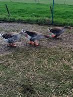 Toulouse ganzen, Dieren en Toebehoren