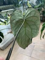 Anthurium Crystallinum Dark Form, Huis en Inrichting, Kamerplanten, Ophalen of Verzenden