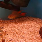 Mooie cakatoe ciclide, Dieren en Toebehoren