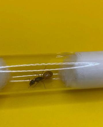 Camponotus Fedtschenkoi koningin met 1-5 werksters beschikbaar voor biedingen