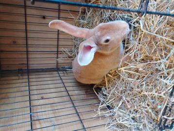 Rexkonijnen beschikbaar voor biedingen