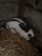 Vlinder konijnen, Animaux & Accessoires