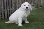 Magnifiques chiot Golden Retriever avec pedigree, Animaux & Accessoires, Chiens | Retrievers, Épagneuls & Chiens d'eau, Golden retriever