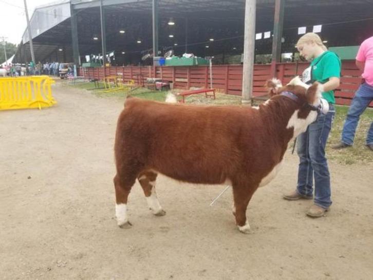 Melkveebedrijf - samenwerking gezocht, Dieren en Toebehoren, Runderen, Geslacht onbekend, 0 tot 2 jaar